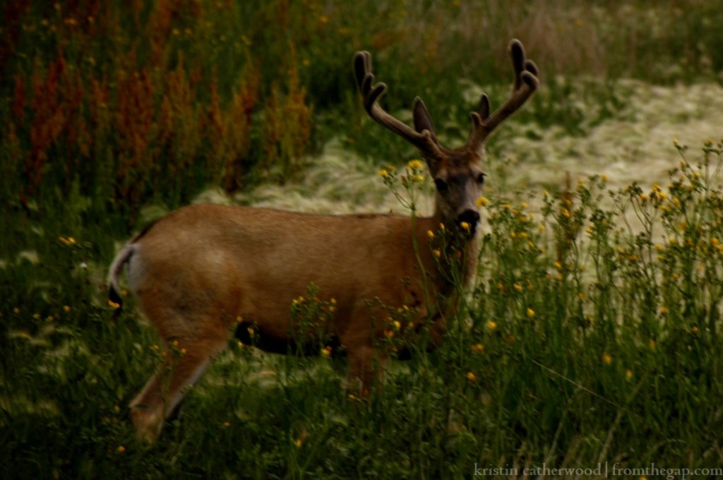 Bored, the buck wandered off to do some grazing. July 25, 2014. 