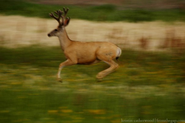 My camera lens is not fancy enough to catch the movement of the buck's flight, but blurry as it is, I think this photo captures just a bit of his grace. July 25, 2014. 