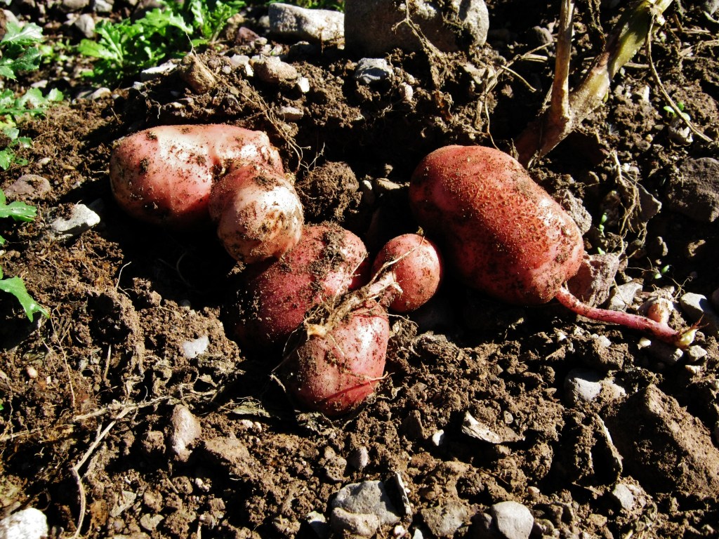 Boil these in salted water. Kristin Catherwood.  September 26, 2012. 