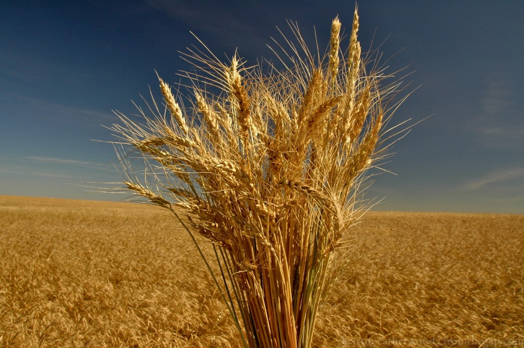 Bearded Wheat. Uncle Jim's farm. September 16, 2014. 