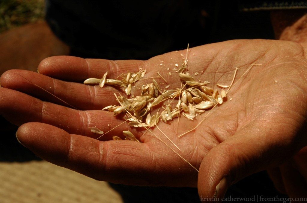 Farmer's palm. September 16, 2014. 