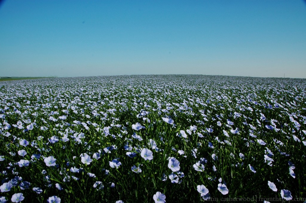 Flax in bloom. Some prairie people imagine it's the sea, when seen from a distance. Do you think Newfoundlanders ever see a ripe crop in an ocean view? July 30, 2014. 
