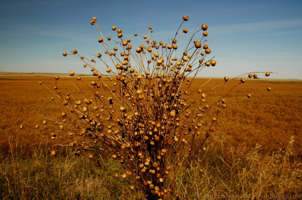 Flax. Janelle's farm. September 16, 2014. 