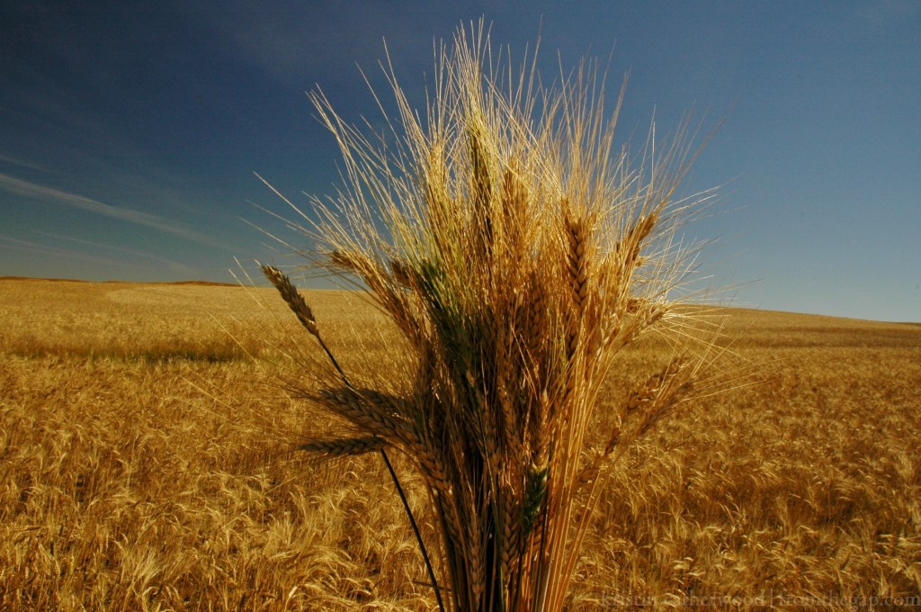 Kyle Durum. Sidehill. September 16, 2014. 