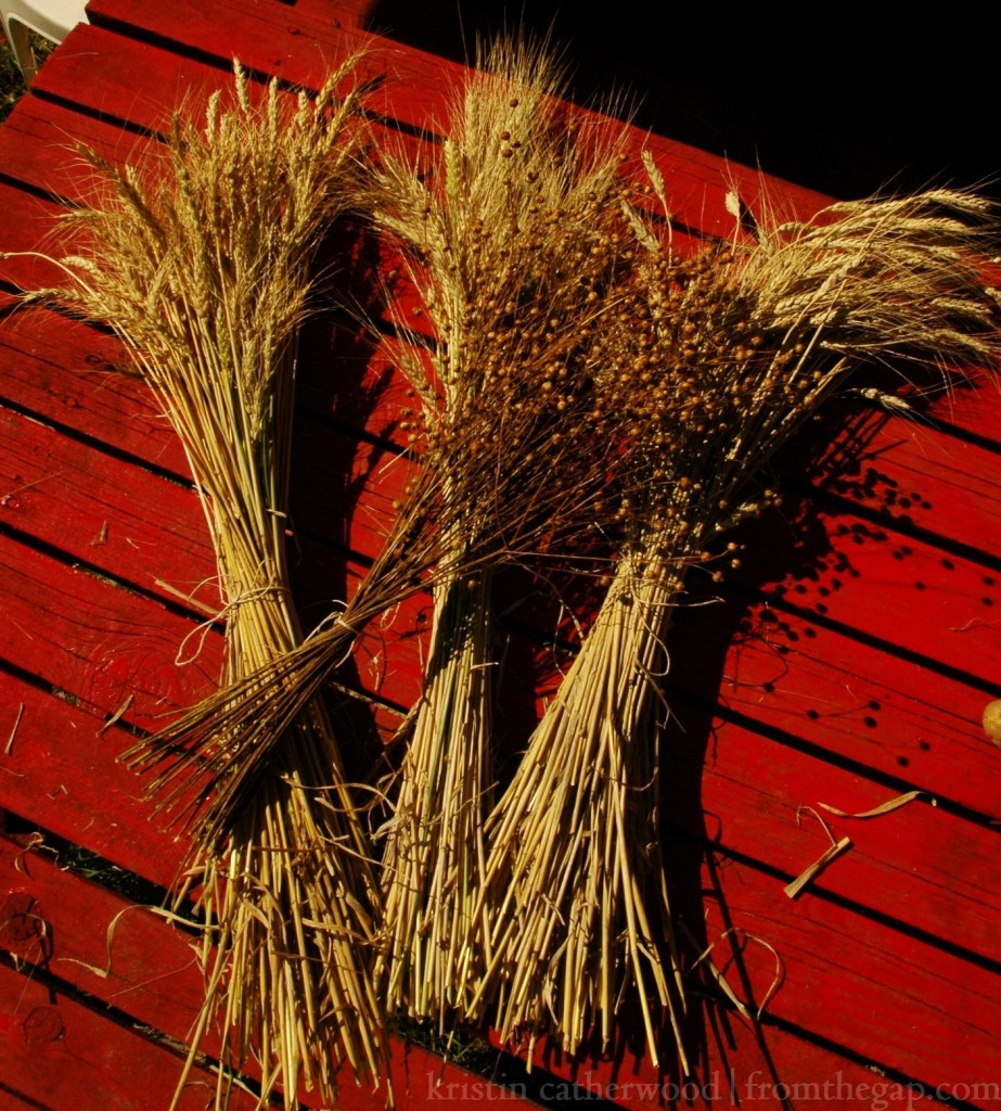 Sheaves: wheat, two types of durum, flax. September 16, 2014. 