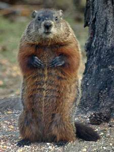 A great prophet? Harbinger of spring? 