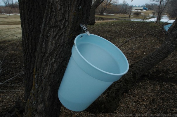 This isn't Ontario, Quebec, Vermont or Novs Scotia. This is Sasktchewan, just a few miles from Radville, to be exact. These are Manitoba maple trees. Unlike their Sugar cousins, the ratio of syrup is 40:1 instead of 20:1. So, the return is not high. Apparently the finished product isn't quite as sweet as what you'll find in stores, but it is maple syrup nonetheless. A cottage industry in the making?