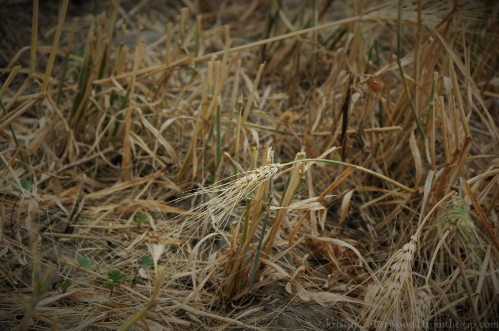 Gleanings on the home quarter. September 16, 2015. 