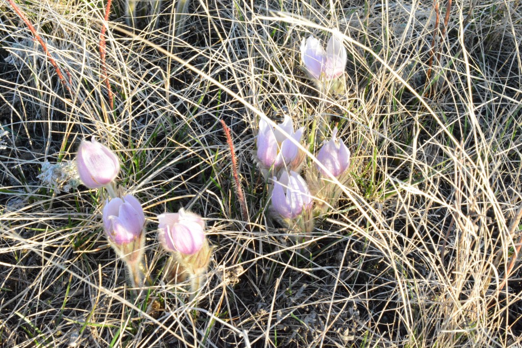 The Common in the Rare