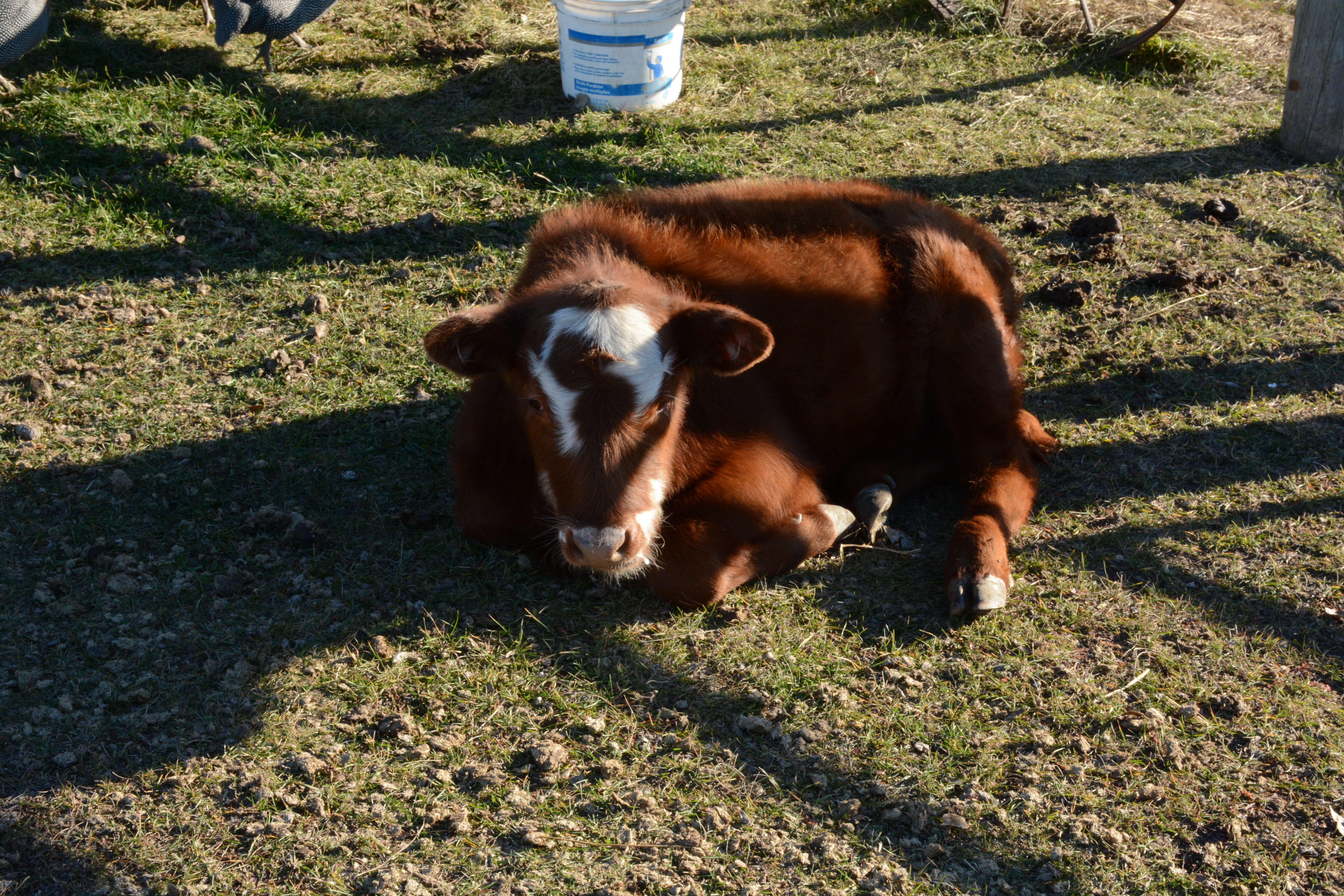 Calf