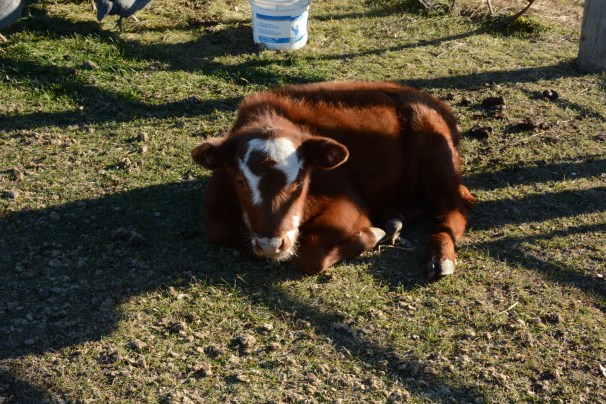 Calf