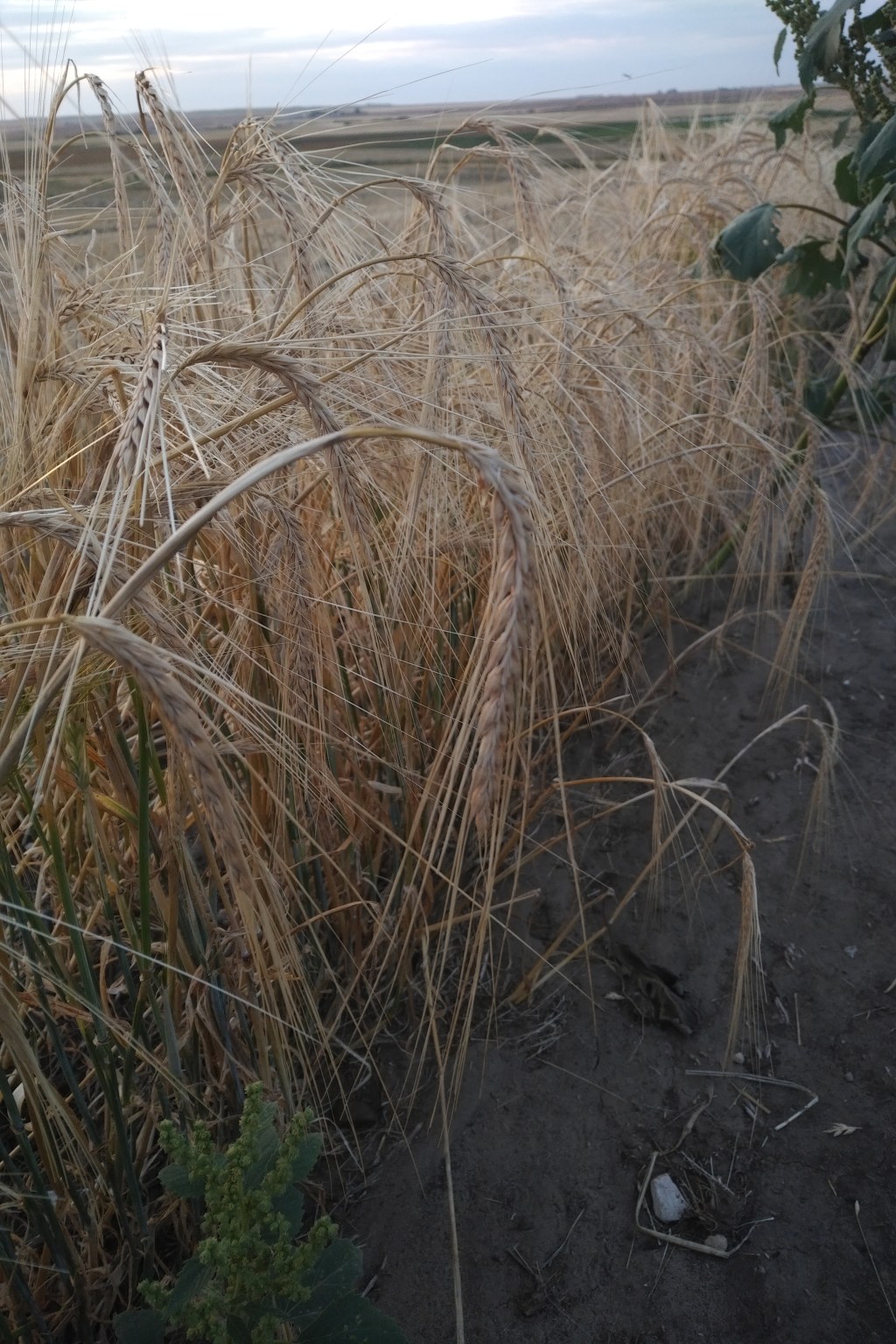 Tend to the Task at Hand